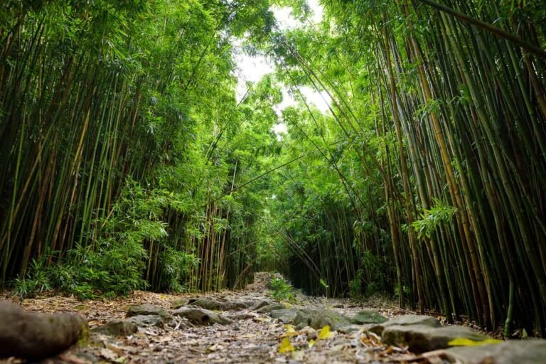 Bamboo Forest, Maui: Your Best Guide to Hikes on The Road to Hana in 2025