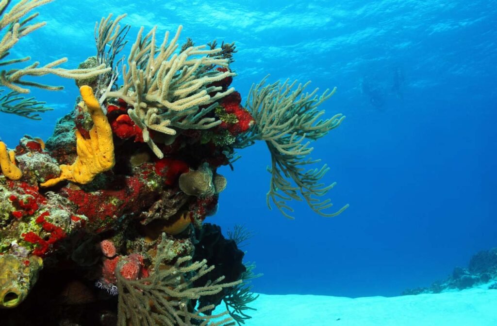 Mexico’s Best Spots for Snorkelling and Diving